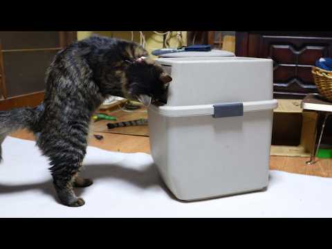 ゴミ箱とねこ　 trash can and cat　260224 サムネイル