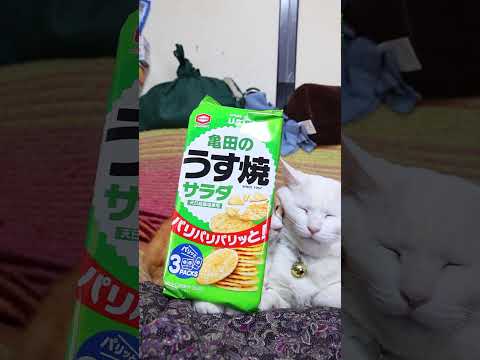 亀田のうす焼 サラダ　260605　 cat のせ猫 cute　 ちゃしろねこ　 cutecat 亀田のうす焼　 ki…