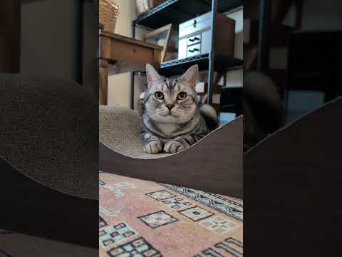 話題のアメショーラッテの日常！愛らしい仕草と触れ合いを楽しもう