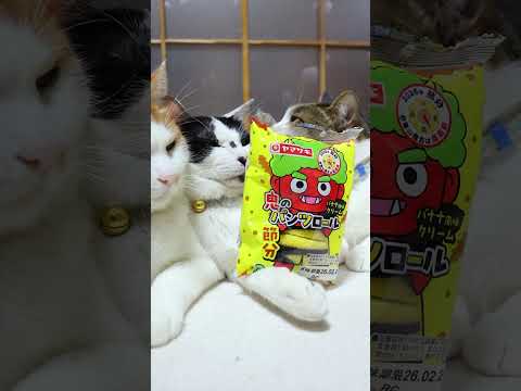 鬼のパンツロール バナナ風味クリーム　260203　のせ猫　 cat cute ねこ　 猫のいる暮らし cutecat… サムネイル