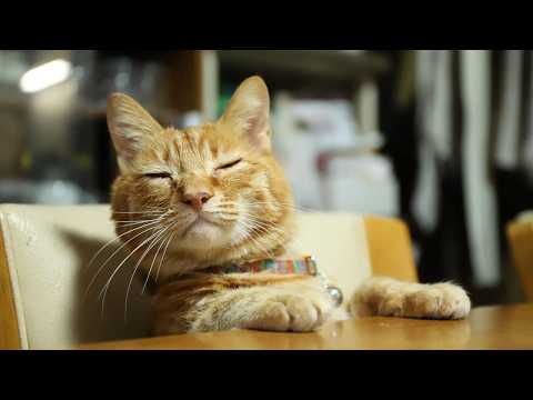 天皇誕生日　うずまきLIVE配信？　放置？　朝まで？　2026年2月23日 サムネイル