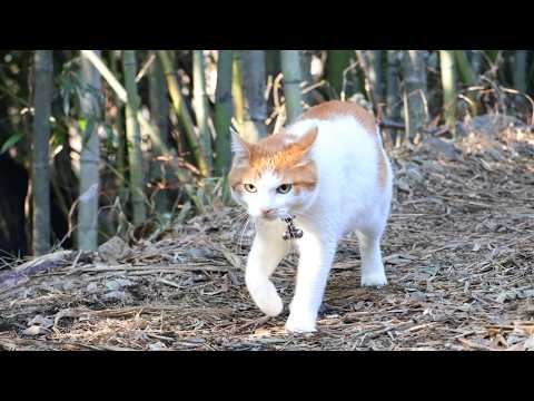 ちろさんぽ　260507 サムネイル