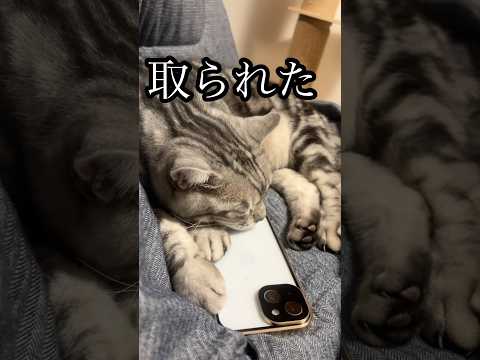 取られた 猫 昼寝 枕 スマホ cat アメショ たろう サムネイル
