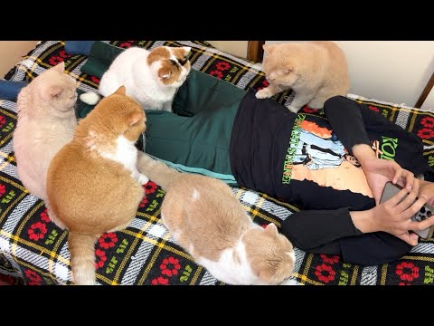 猫YouTuberの一日に密着してみた サムネイル