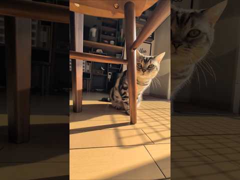 アメショーのラッテ アメショ アメリカンショートヘア 猫と暮らす家猫との暮らし猫 サムネイル