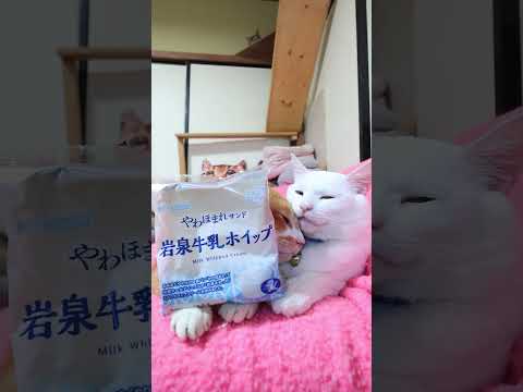 やわほまれサンド 岩泉牛乳ホイップ 260622 cat のせ猫 cute ネコ kitty 岩泉牛乳 kitte…