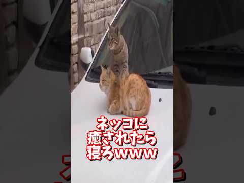 ネッコの動画で癒されたら寝ろwww 2ch 動物 猫 癒やし ねこ動画