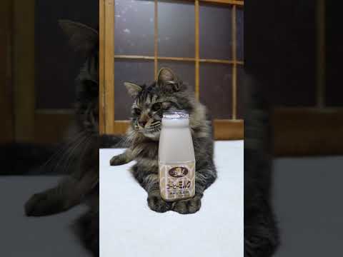 岩泉コーヒーミルク　260302　のせ猫　 cat　 cute　 ねこ　 のせ猫　 ネコ　 猫　 かご猫　　岩泉コーヒ… サムネイル