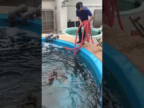 最新トレンド！アカウミガメとともに清掃体験