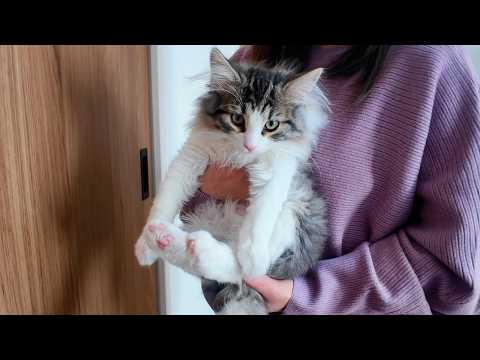 壁に手をつけば賢い猫ちゃん？新入りのレオンくんが挑戦した結果🤣🤣🤣 サムネイル