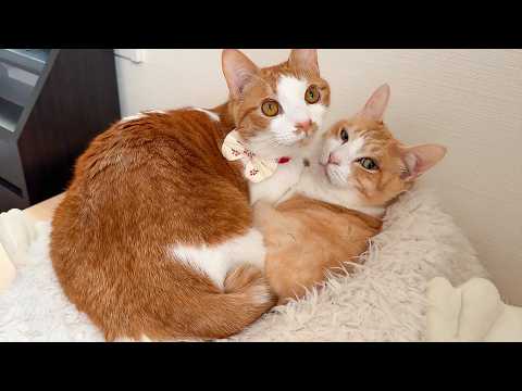 朝起きたら、猫の上に猫が乗っていました。 サムネイル