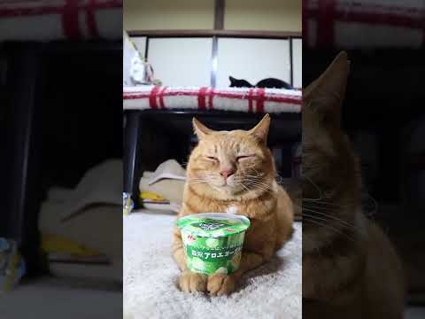 森永アロエヨーグルト　260326　のせ猫　 cat　 cute　 ネコ　 猫のいる暮らし　 ねこ　 猫のいる生活… サムネイル