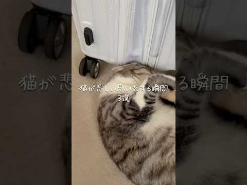 猫が悲しい思いをする瞬間3選 猫 ねこ 猫のいる暮らし 猫動画 保護猫 猫のいる生活 ねこ動画 雑学 豆知識 VOIC… サムネイル