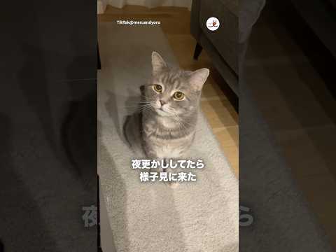まだ寝ないの？｜PECO サムネイル