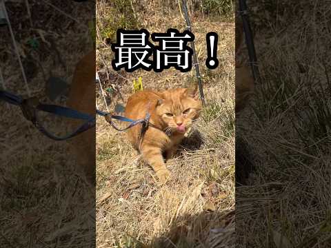 最高！ ねこ 食べ放題 cat ブュッフェ アメショ れん サムネイル