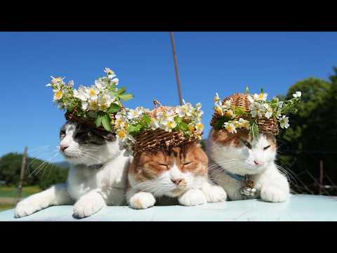 野ばらの花　のせ猫　260624