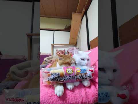 ダブルサンド（岩手県産岩泉牛乳入りミルクホイップ＆苺ジャム）　260624　 cat のせ猫 cute　 ネコ ねこ…