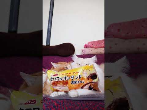 クロワッサンサンド 黒蜜きなこ　260428　のせ猫　 cat　 長毛種　 猫　 クロワッサンサンド　 ねこ　 cut… サムネイル