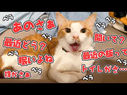 隣に座ってきた猫がずっと世間話してくるんですけど サムネイル