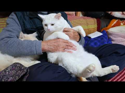 しらたまを抱っこしてなでなで　260418 サムネイル