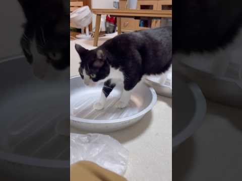 ねこ鍋のハシゴ