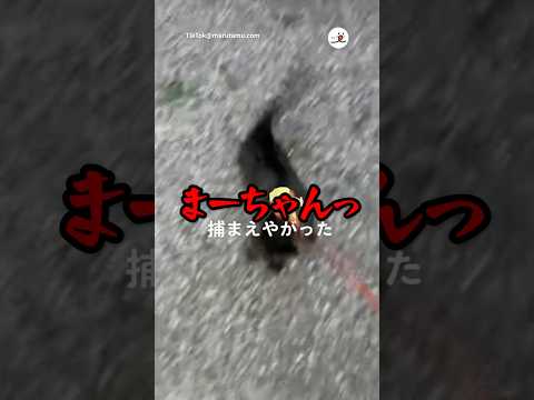 どうせ無理やろと思ってたら捕まえやがった｜PECO サムネイル