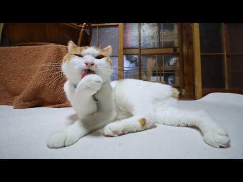 ちろ毛づくろい　260324 サムネイル
