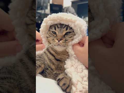 もふもふ猫を寝かしつける cat 猫 サムネイル