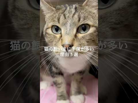 猫の飼い主に下僕が多い理由3選 猫 ねこ 猫のいる暮らし 保護猫 猫動画 猫好きさんと繋がりたい 猫のいる生活 ねこ動… サムネイル