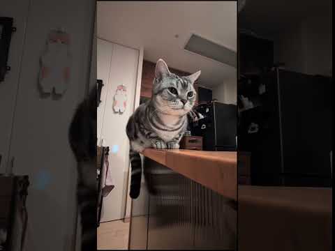 アメショーのラッテ アメショ アメリカンショートヘア 猫と暮らす家猫との暮らし猫 サムネイル