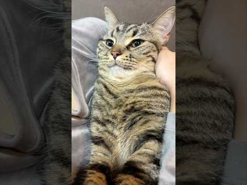 鳴き方が可愛すぎるスコ、嬉しすぎるパパwww cat 猫