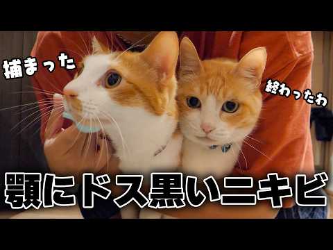 猫たちの顎が真っ黒なブツブツだらけになってしまいました…。