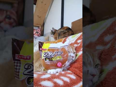 2色パン（チョコ＆クリーム）　260514　 cat のせ猫 cute　 ネコ kitty 茶白猫　 2色パン kit… サムネイル