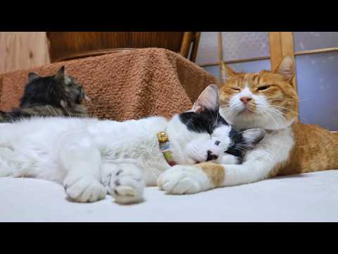 ぽんうでまくらのチビ　260426 サムネイル