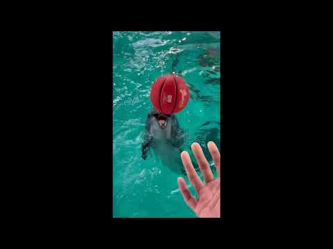 バンドウイルカのボール遊び