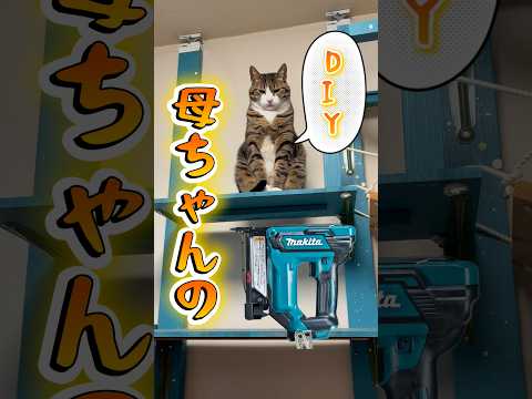 球太はきっと呆れてるね… cats DIY球太 サムネイル