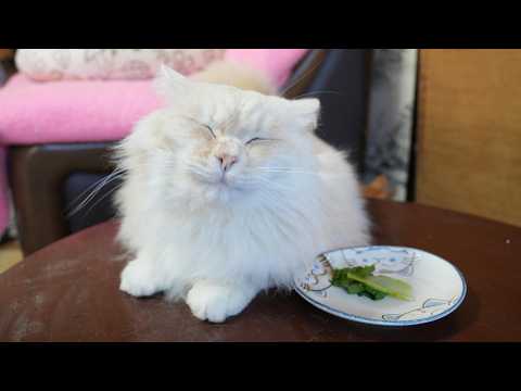 ちゃぶ台の上の独活のおひたし　260526 サムネイル