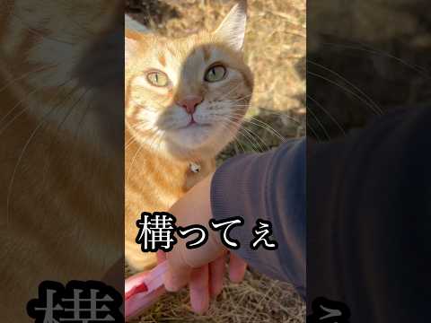 構って ねこ 散歩 cat アメショ うめ サムネイル