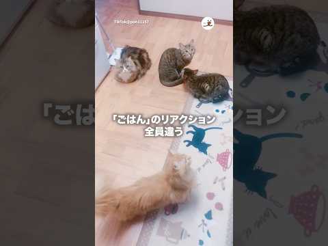 各自のリアクション｜PECO サムネイル