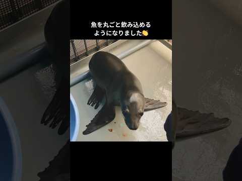 【カリフォルニアアシカ】魚を丸ごと飲み込めるようになったジョイ【サンシャイン水族館】shorts 水族館 サムネイル