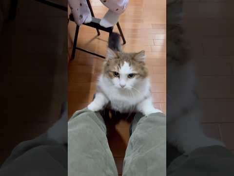 いーたーいーたーぃつめー