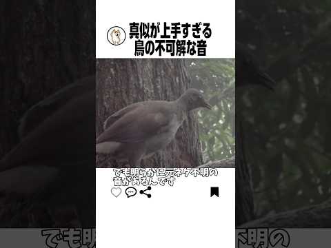 真似がうますぎる鳥の不可解な点 サムネイル