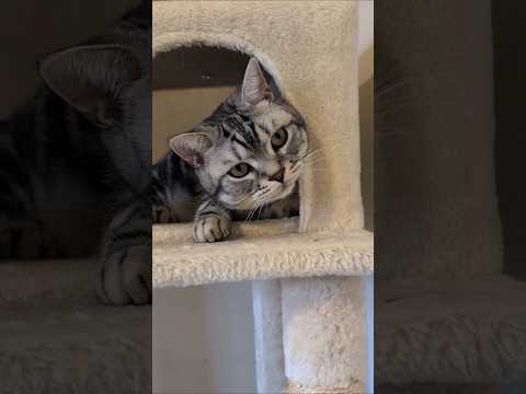 アメショーのラッテ アメショ アメリカンショートヘア 猫のいる暮らし 猫と暮らす家猫 サムネイル