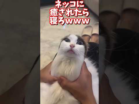 ネッコの動画で癒されたら寝ろｗｗｗ　2ch  動物  猫 癒やし ねこ動画