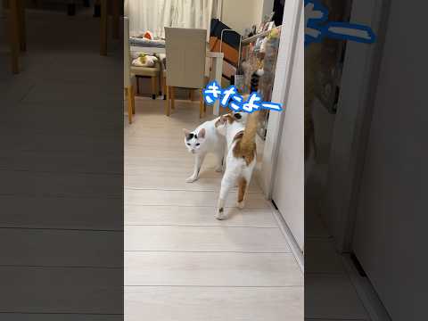 ご飯の容器を振るだけで秒で来るチロさん！ shorts サムネイル