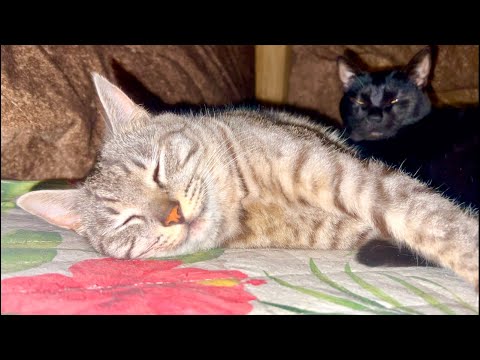 99%が5分で眠くなる😴 猫のゴロゴロ×Water Wood ASMR サムネイル