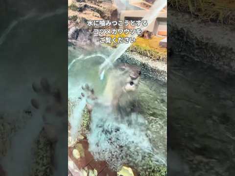 最新トレンド！水に挑むコツメカワウソの神回