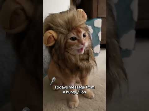 猫界の赤ずきんちゃん？狼もメロメロ😍