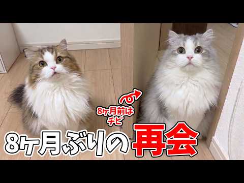 【感動】8ヶ月ぶりの再会!とんでもなく大きく成長した子猫を見たらいくんがこうなった…