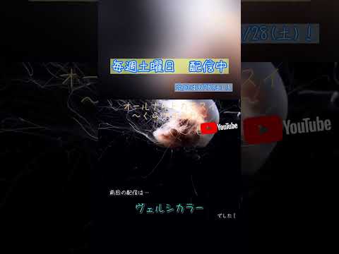 オールナイトカモスイ　～くらげまみれ～ 245 　ヴェルシカラー サムネイル
